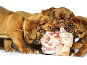 Von Anfang an rundum gut versorgt: BARF-Ernährung für Welpen