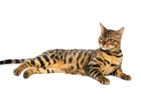 Bengalkatzen: Die sanftmütigen Stubenkatzen mit dem goldenen Fell