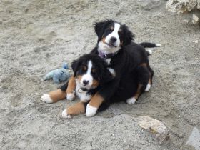 Der Berner Sennenhund: Mittendrin statt nur dabei!
