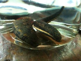 Blutegeltherapie beim Hund