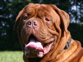 Die Bordeauxdoggen "From Old Shadow"