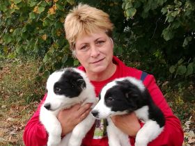 Die Border-Collie-Zucht "Auf dem Spiersberg"