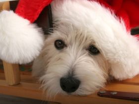 Brief an den Weihnachtsmann