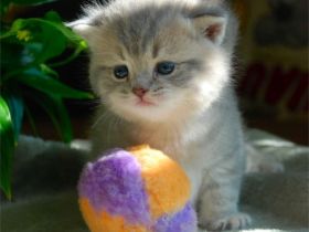 Die Britisch-Kurzhaar-Katze