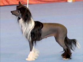 Der Chinese Crested Dog