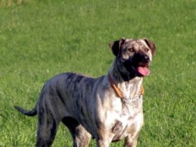 Der Cimarron Uruguayo, eine neue Hunderasse in Deutschland