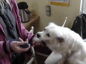 Clickertraining für Hunde (Teil 2): Einsatzmöglichkeiten