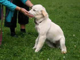 Clickertraining für Hunde (Teil 3): Clickern mit Welpen