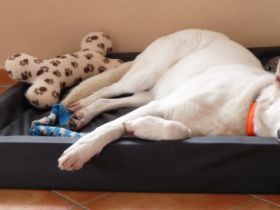 Das richtige Hundebett - ein wichtiger Aspekt für gesunden Schlaf
