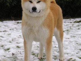 Der Akita Inu