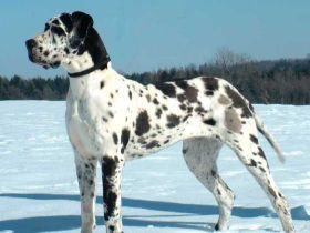 Die Deutsche Dogge - der Apoll unter den Hunderassen