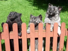 Spitze: Süße Hunde mit Image-Problem