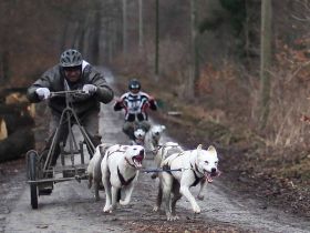 Deutscher Meister im Schlittenhundewagenrennen off Snow mit 67 Jahren