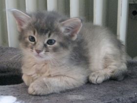 Die Somali-Katze, eine afrikanische Schönheit aus den USA