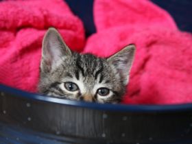 Eine Katze kommt ins Haus