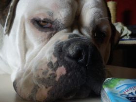 Erkältung bei Hund, Katze & Co.