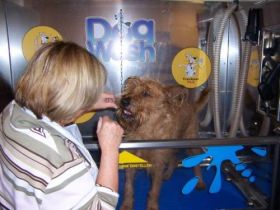 Die erste Hundewaschanlage in Hessen