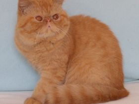 Die Exotic-Shorthair-Katze