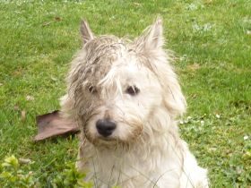Fellpflege beim Hund: Mein Hund geht zum Friseur