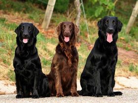 Der Flat Coated Retriever: Kein Hund für Couchpotatoes