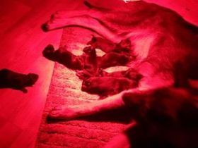 Die Hundegeburt: Ein neues Hundeleben beginnt