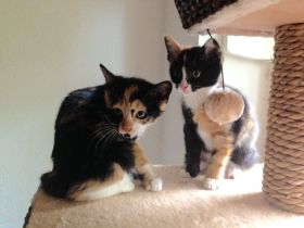 Gesunde Katzenernährung für jedes Lebensalter