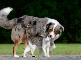 Giardien bei Hund und Katze
