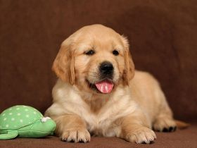 Der Golden Retriever: Nicht nur ein Familienhund