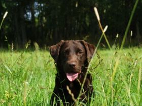 Harnsteine bei Hunden und Katzen