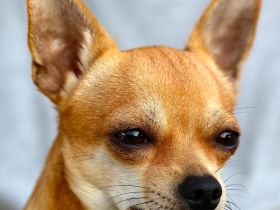 Haustiere und Haftung: Was Tierhalter wissen sollten