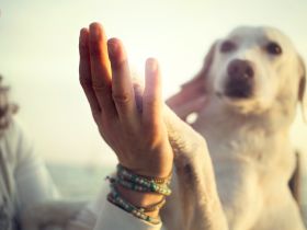 Hobby Haustier: Das kosten unsere Lieblinge