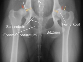 Hüftgelenksdysplasie (HD) bei Hunden: Symptome, Diagnose & Therapie