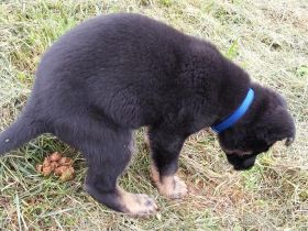 Wie bekomme ich meinen Hund stubenrein?