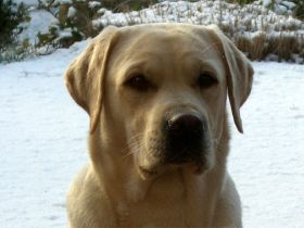 Hunde im Kino - wie man es als Hund zum Filmstar schafft