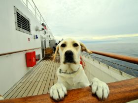 Hunde auf Kreuzfahrt: Das sollte man wissen