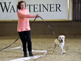 Hunde longieren - Mensch und Hund im Team