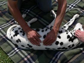 Hundephysiotherapie - die Hundekrankengymnastik für ein lebenswertes Hundeleben