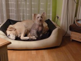 Hundebetreuung: Ein kleiner Ratgeber für die Suche (Teil 1)