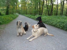 Hundebetreuung: Ein kleiner Ratgeber für die Suche (Teil 2)