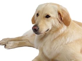 Hundediät: Tipps zur richtigen Ernährung übergewichtiger Hunde