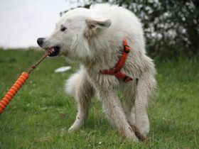 Hundeerziehung: Positive Verstärkung - was ist das eigentlich?