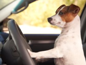 Der Hundeführerschein wird für alle Hundehalter Pflicht