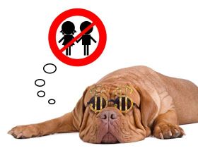 Das Hundegeld kommt: Kinderlose Haushalte sollten jetzt einen Hund kaufen