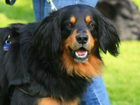 Der Hovawart: Ein charmanter und cleverer Hund, der weiß, was er will