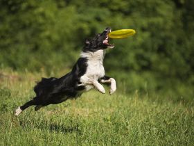 Frisbee, Wurfball und Dummy: Mit den Spielzeug-Klassikern Hunde artgerecht beschäftigen