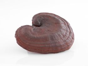 Die Stärkung des Immunsystems von Hund, Katze & Co.