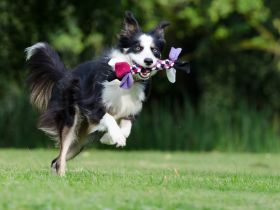 Intelligente Tiere: Eine Betrachtung der gegenwärtigen Forschung