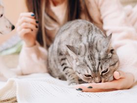 Katze leckt mich ab: Was steckt dahinter?