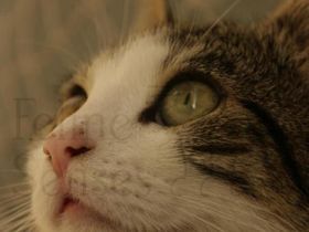 Katzen mit Behinderung: Leben mit der Krankheit Ataxie