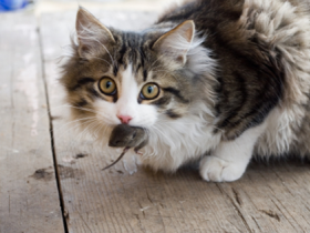 Artgerechte Ernährung für Katzen: Trockenfutter oder Nassfutter?